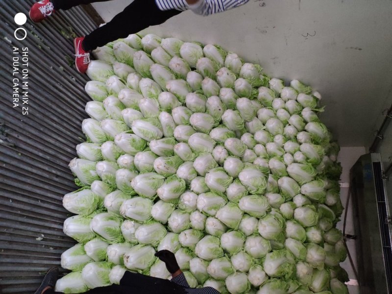 【实力代办】夏阳白菜产地直供量大价优可视频看货