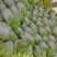 【实力代办】夏阳白菜产地直供量大价优可视频看货