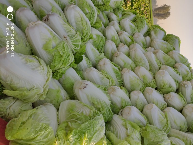 【实力代办】夏阳白菜产地直供量大价优可视频看货