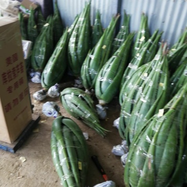 绿媛芦荟种植基地