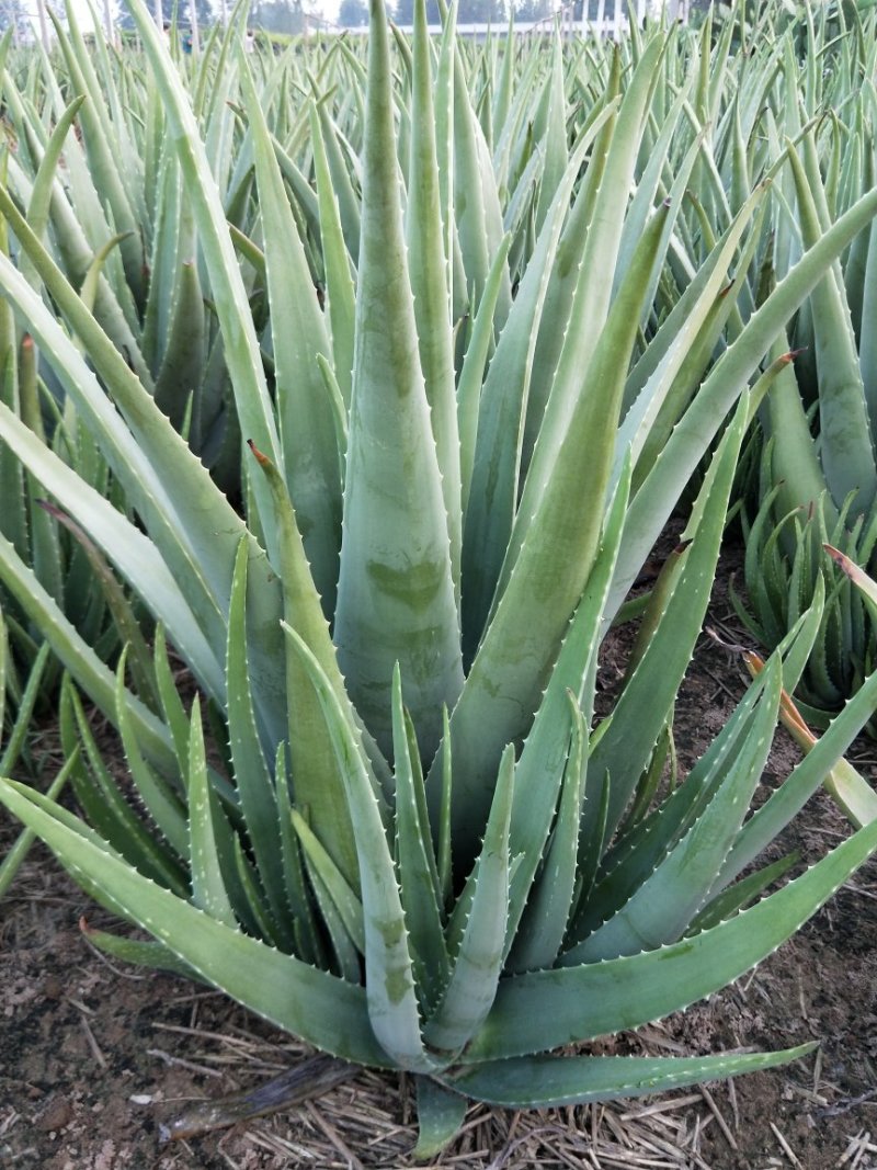 绿媛芦荟种植基地