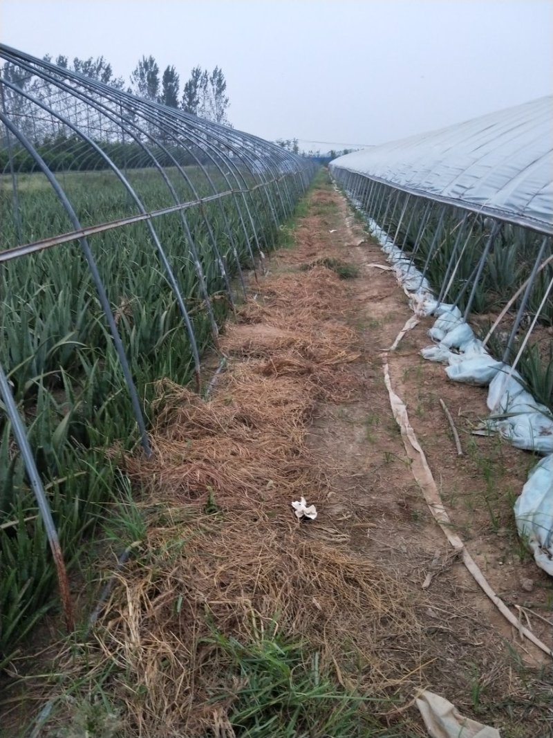 绿媛芦荟种植基地