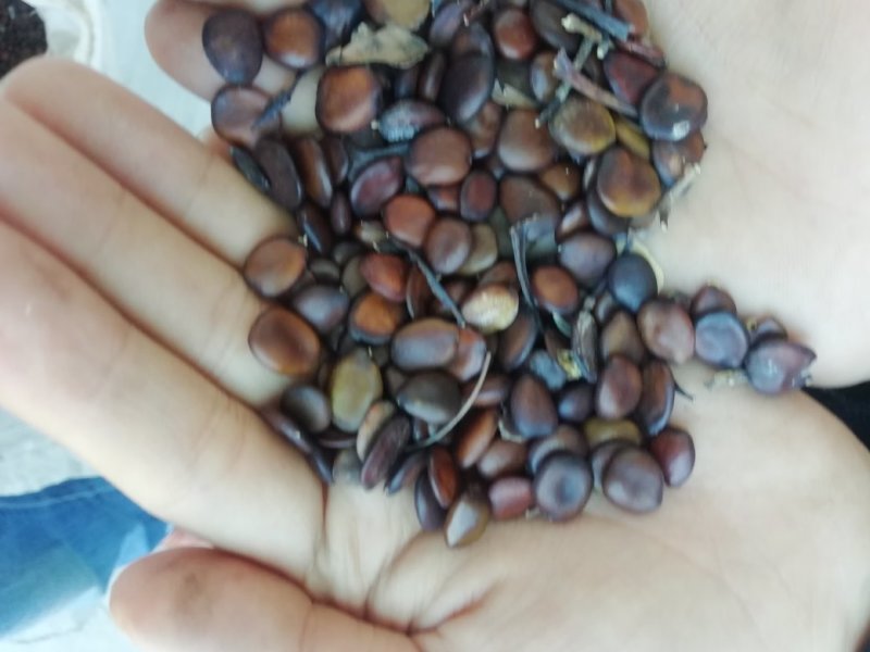 色好麻味重