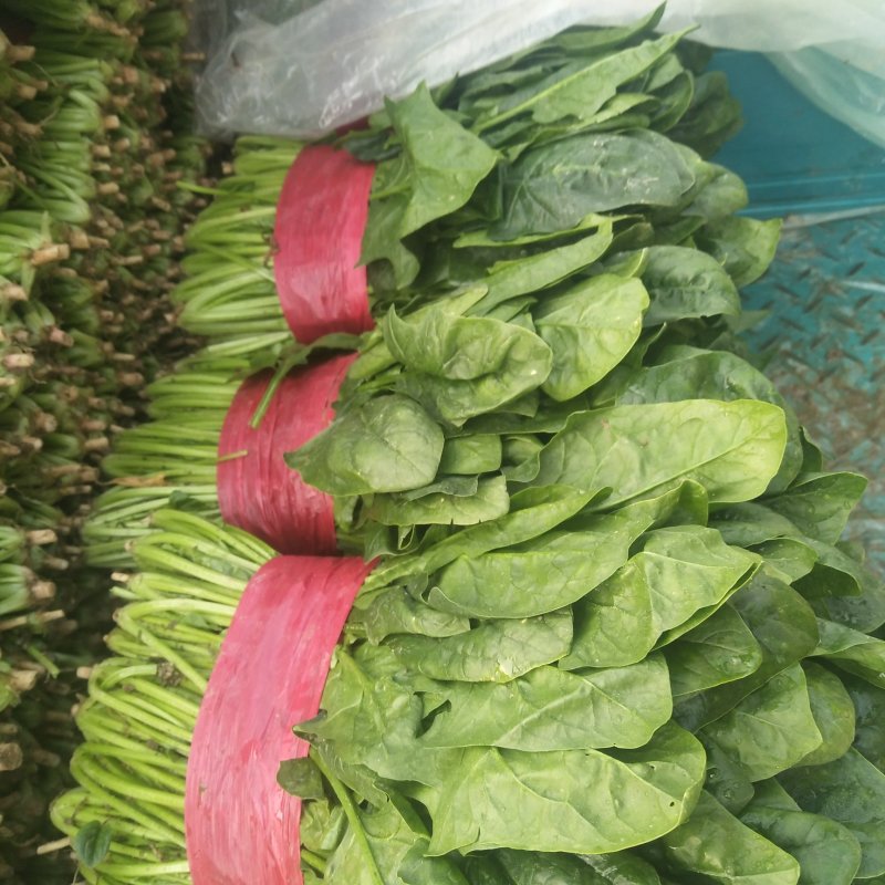 山东精品菠菜，大叶菠菜，小叶菠菜质量好，无黄叶，欢迎合作