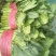 山东精品菠菜,大叶菠菜,小叶菠菜质量好,无黄叶,欢迎合作