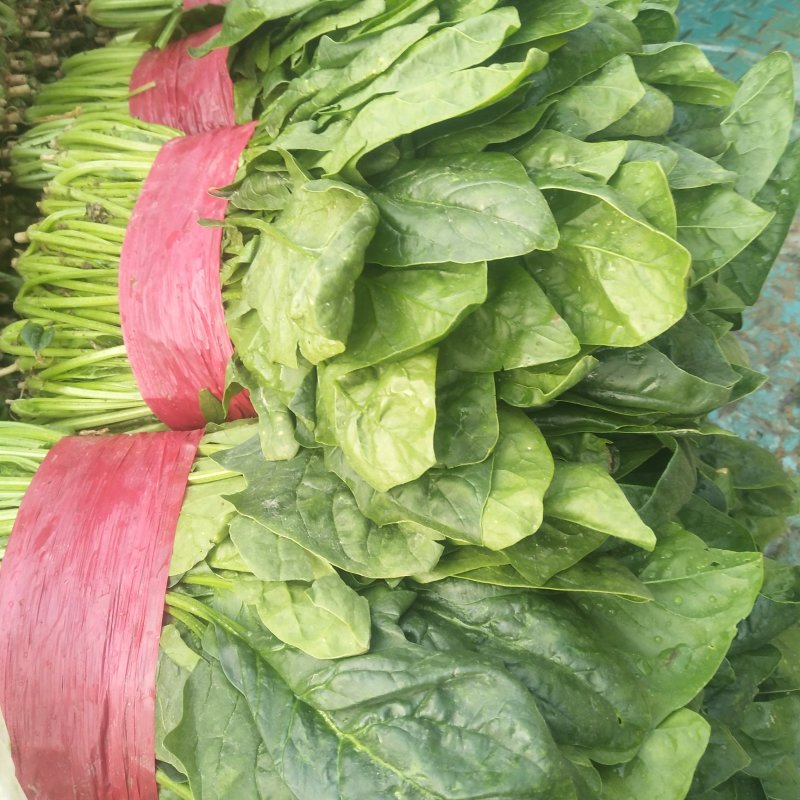 山东精品菠菜，大叶菠菜，小叶菠菜质量好，无黄叶，欢迎合作