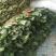 山东精品菠菜,大叶菠菜,小叶菠菜质量好,无黄叶,欢迎合作