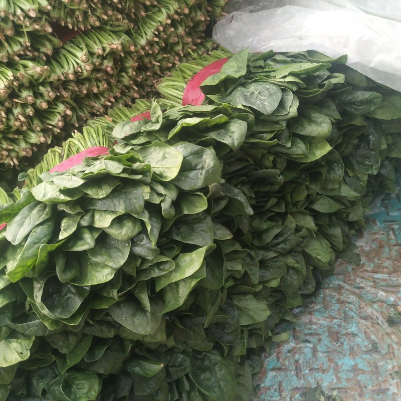 山东精品菠菜，大叶菠菜，小叶菠菜质量好，无黄叶，欢迎合作