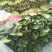 山东精品菠菜,大叶菠菜,小叶菠菜质量好,无黄叶,欢迎合作