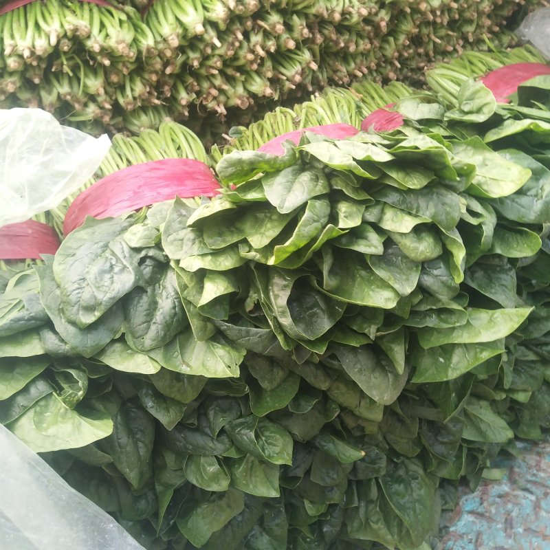 山东精品菠菜，大叶菠菜，小叶菠菜质量好，无黄叶，欢迎合作