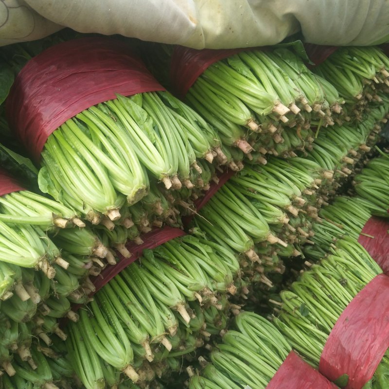 山东精品菠菜，大叶菠菜，小叶菠菜质量好，无黄叶，欢迎合作