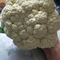 青梗菜