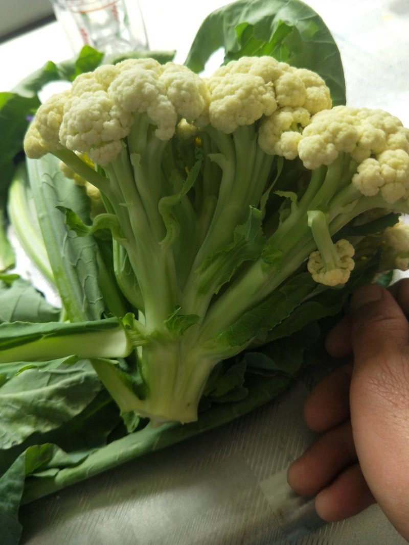 青梗菜