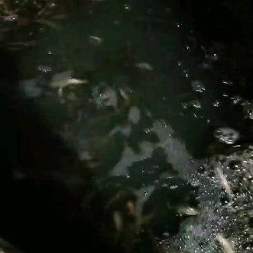 泥鳅