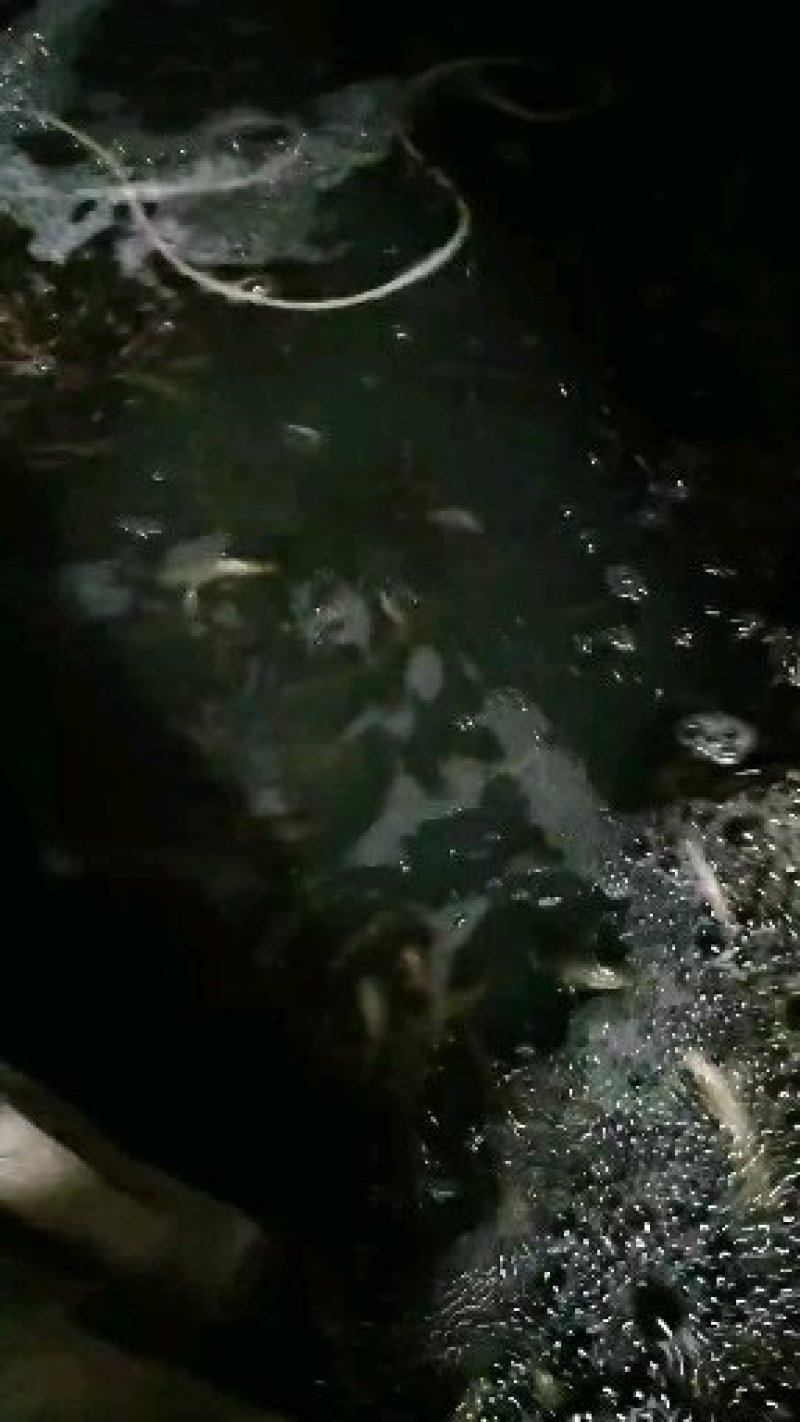 泥鳅