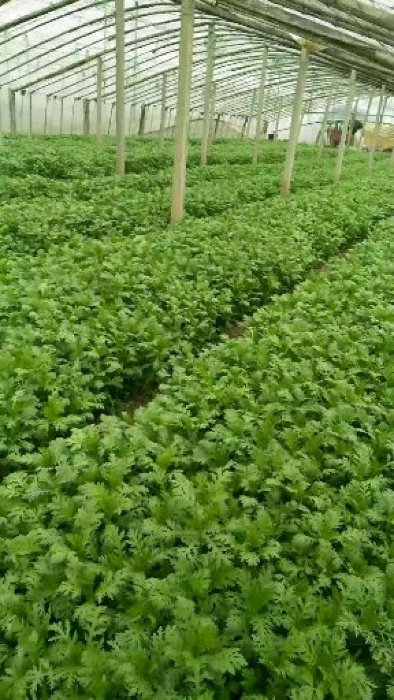 茼蒿