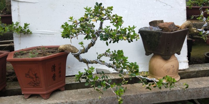 黄杨盆景出售图片实物造型任选