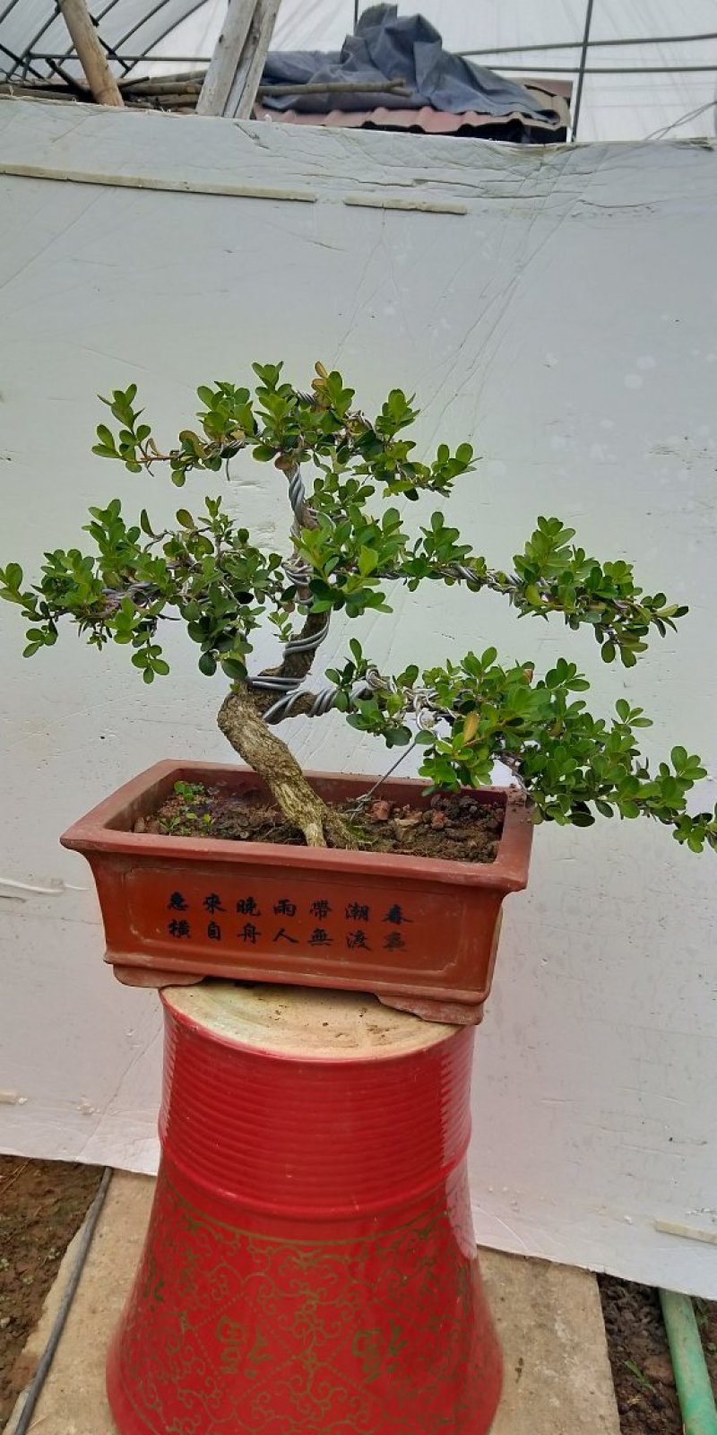 黄杨盆景出售图片实物造型任选