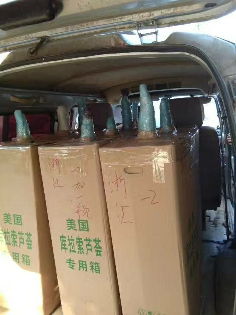 绿媛芦荟种植基地，常年出售15斤-35斤整棵精品芦荟苗