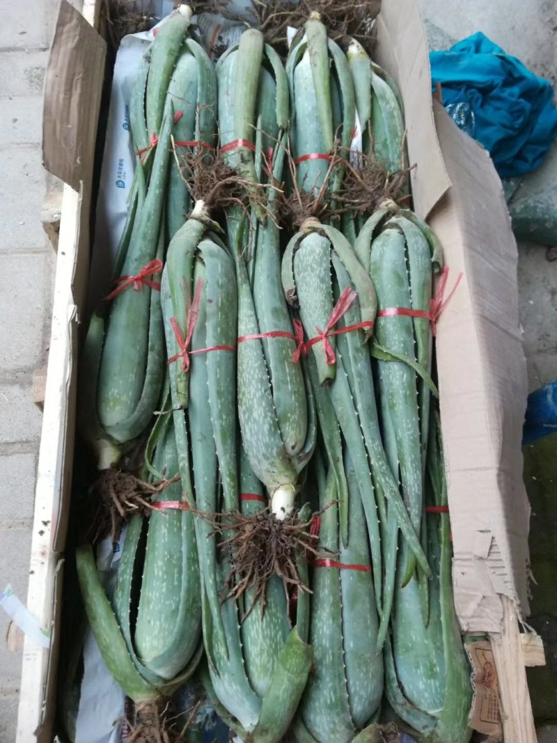 绿媛芦荟种植基地，常年出售15斤-35斤整棵精品芦荟苗