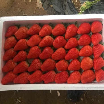 章姬甜宝草莓开始大批量上市。口感好甜度高