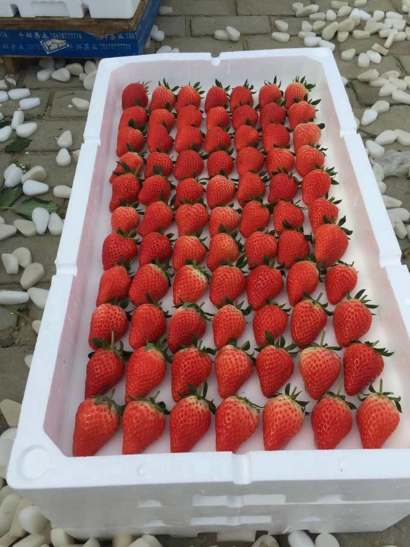 章姬甜宝草莓开始大批量上市。口感好甜度高
