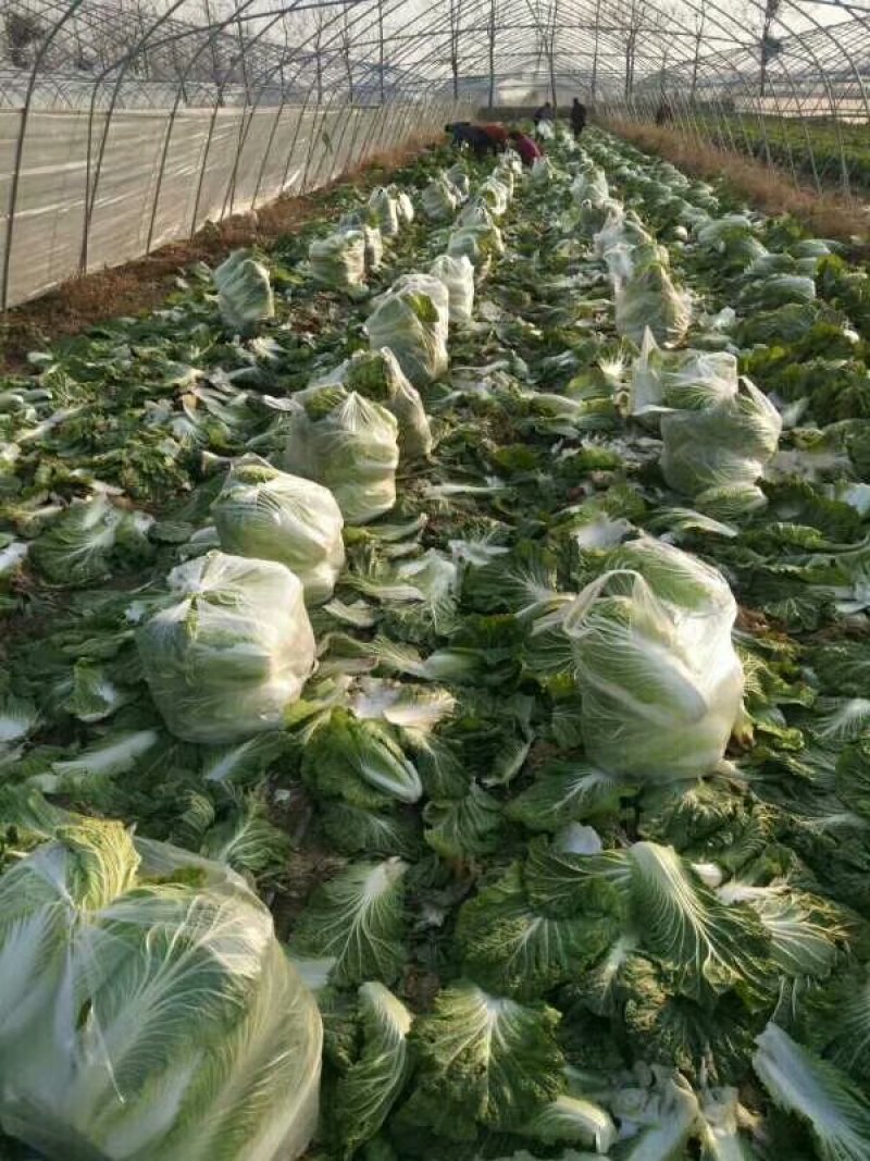 精品大白菜上市了，，，，