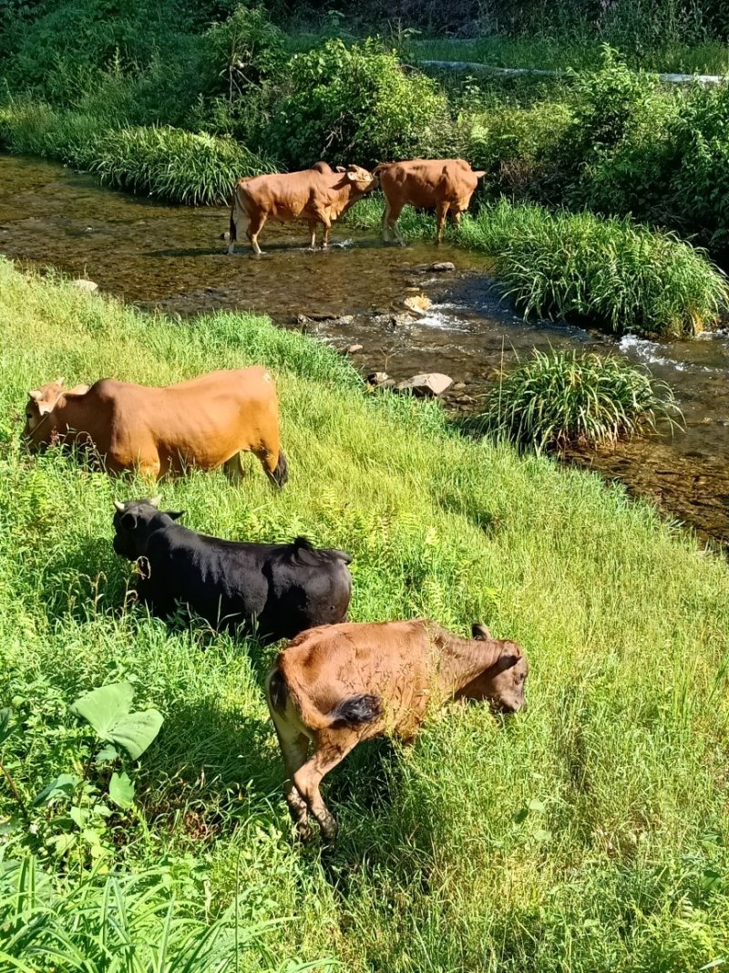 本地黄牛
