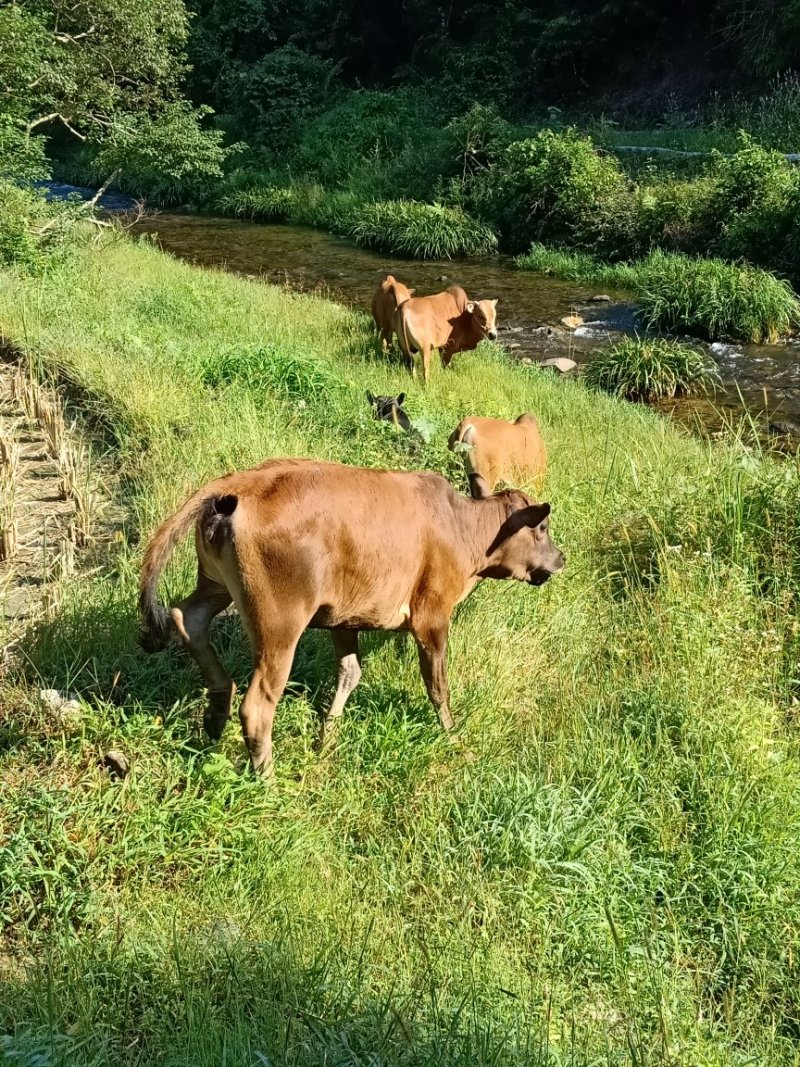本地黄牛