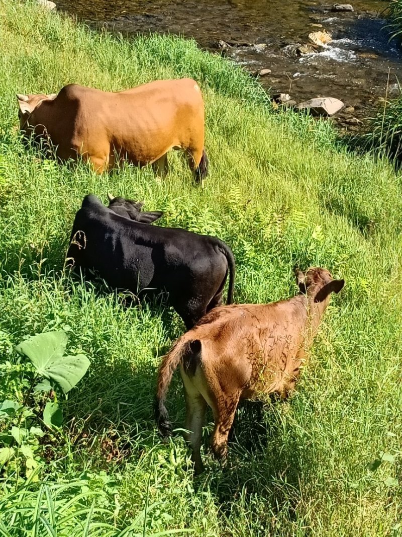 本地黄牛