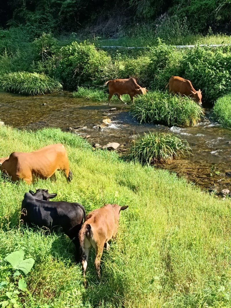 本地黄牛