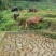 本地黄牛