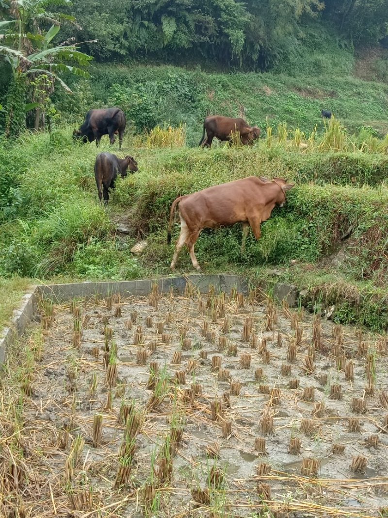 本地黄牛