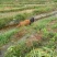 本地黄牛