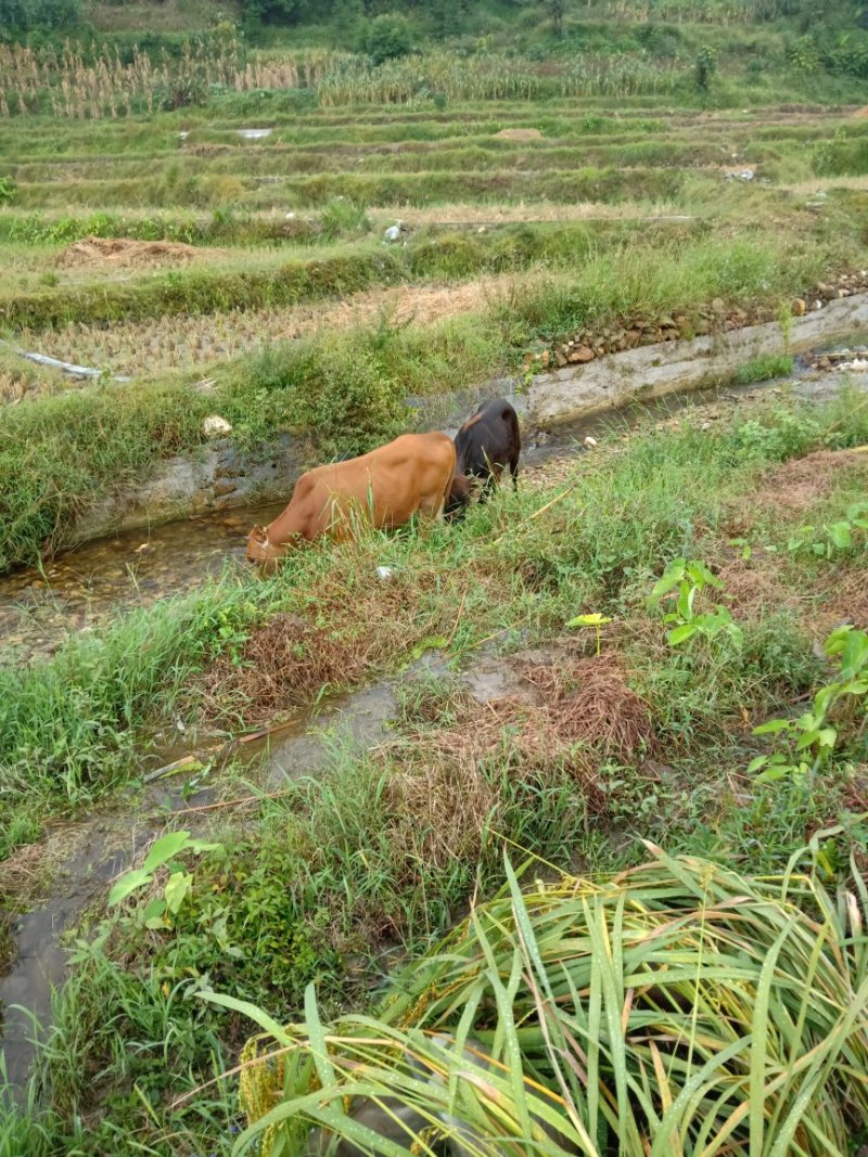 本地黄牛