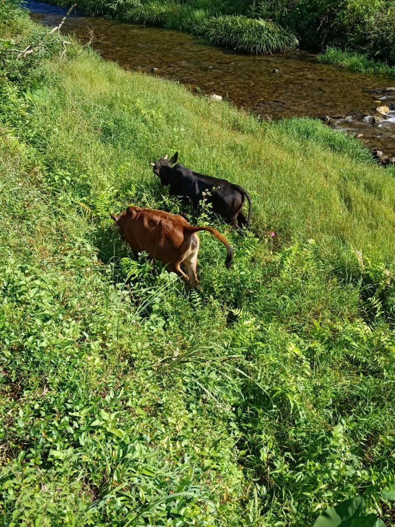 本地黄牛