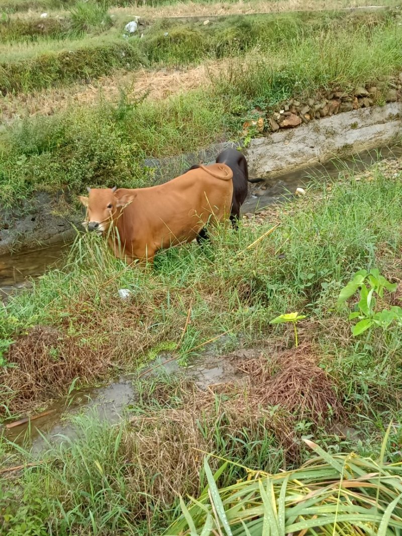 本地黄牛