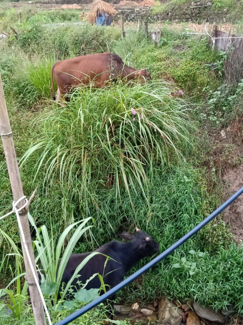 本地黄牛