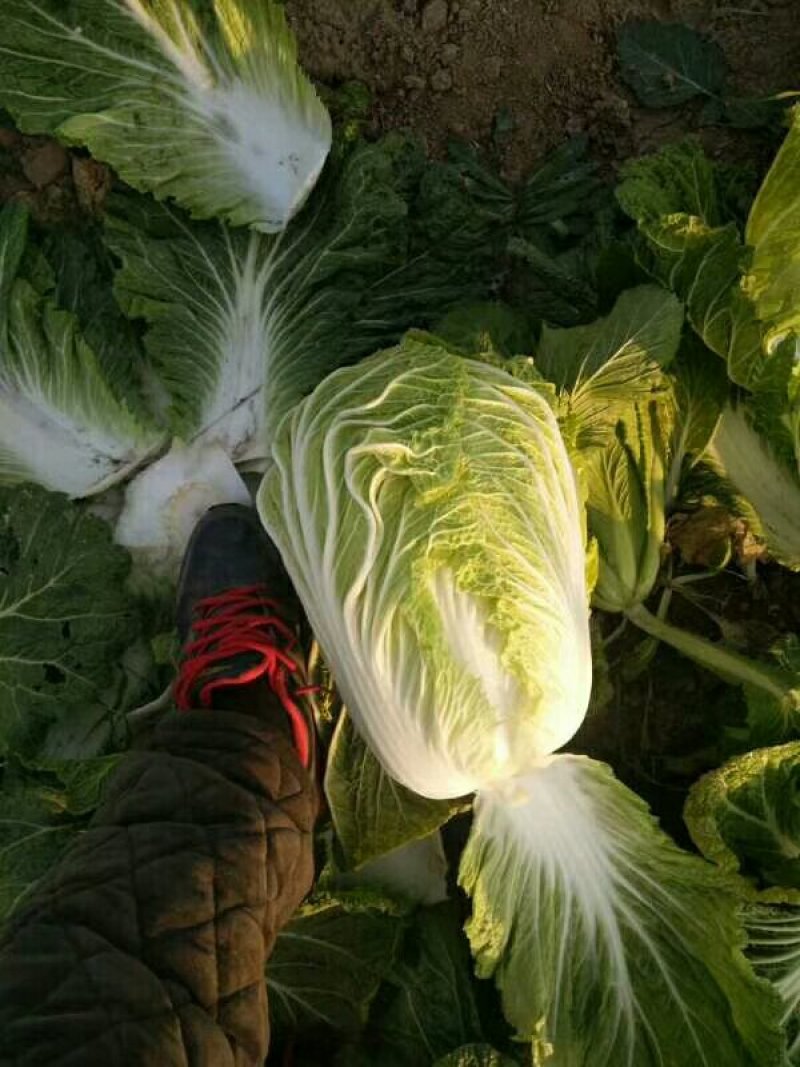 精品大白菜上市，，，，，，