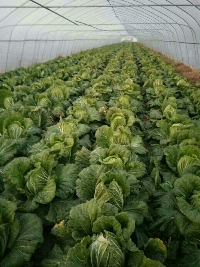 精品大白菜上市，，，，，，