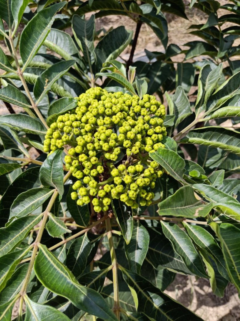 纯正中花吴茱萸扦插苗