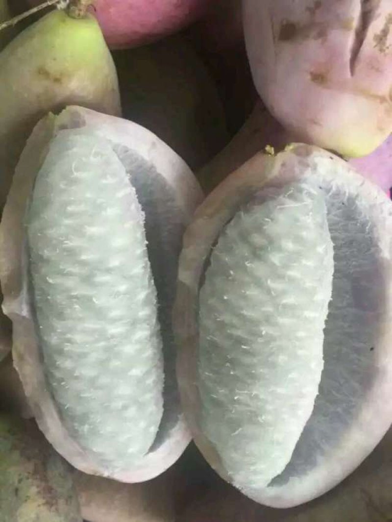 八月瓜苗(三叶木通)预知子苗八月炸挂果苗狗腰子