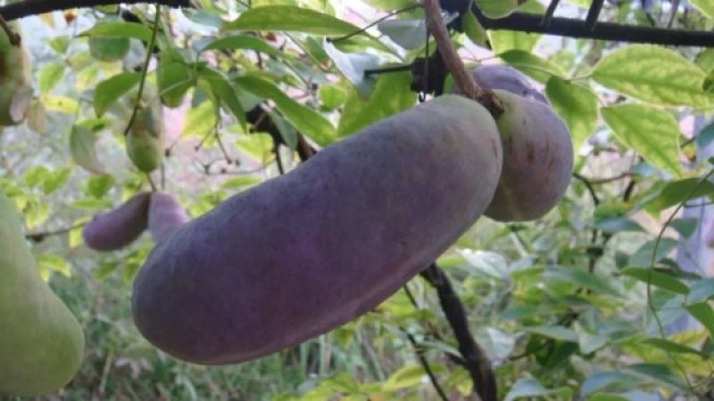 八月瓜苗(三叶木通)预知子苗八月炸挂果苗狗腰子