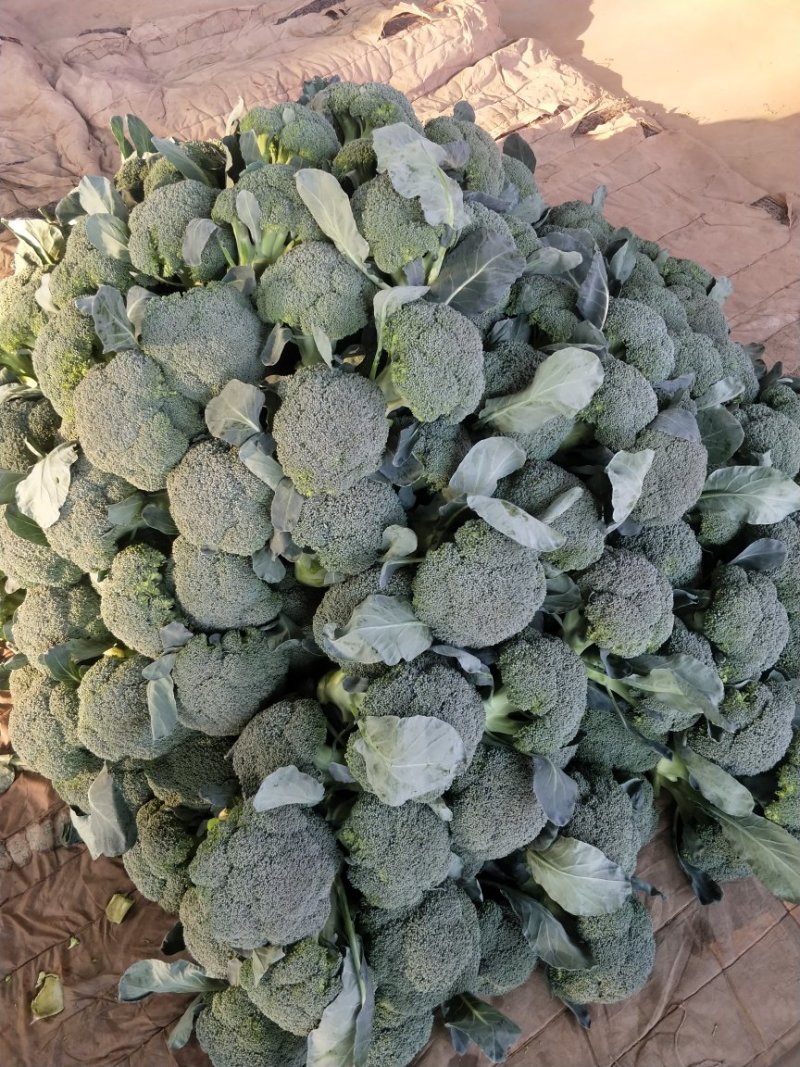 河北西蓝花上市品种优质花型漂亮质量有保证诚信第一