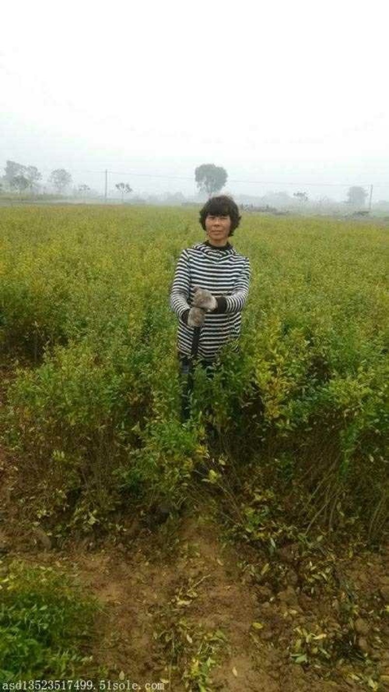 石榴苗，软籽石榴苗。中农红软籽石榴苗，自家苗圃培育出售