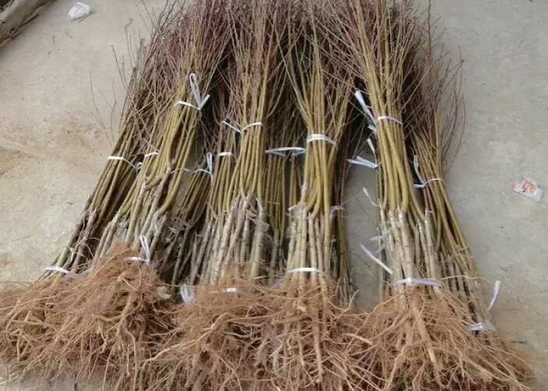 中秋王1号桃树苗，果个大，脆甜，各种规格都有。