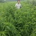 中秋王1号桃树苗，果个大，脆甜，各种规格都有。