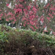 山地红富士双矮蜜脆苹果，早熟嘎啦，美八苹果，黄元帅，等。