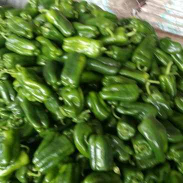 大量供应圆椒
