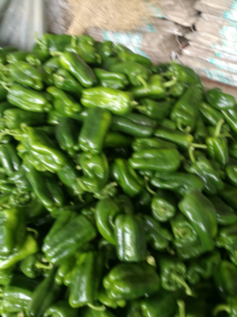 大量供应圆椒